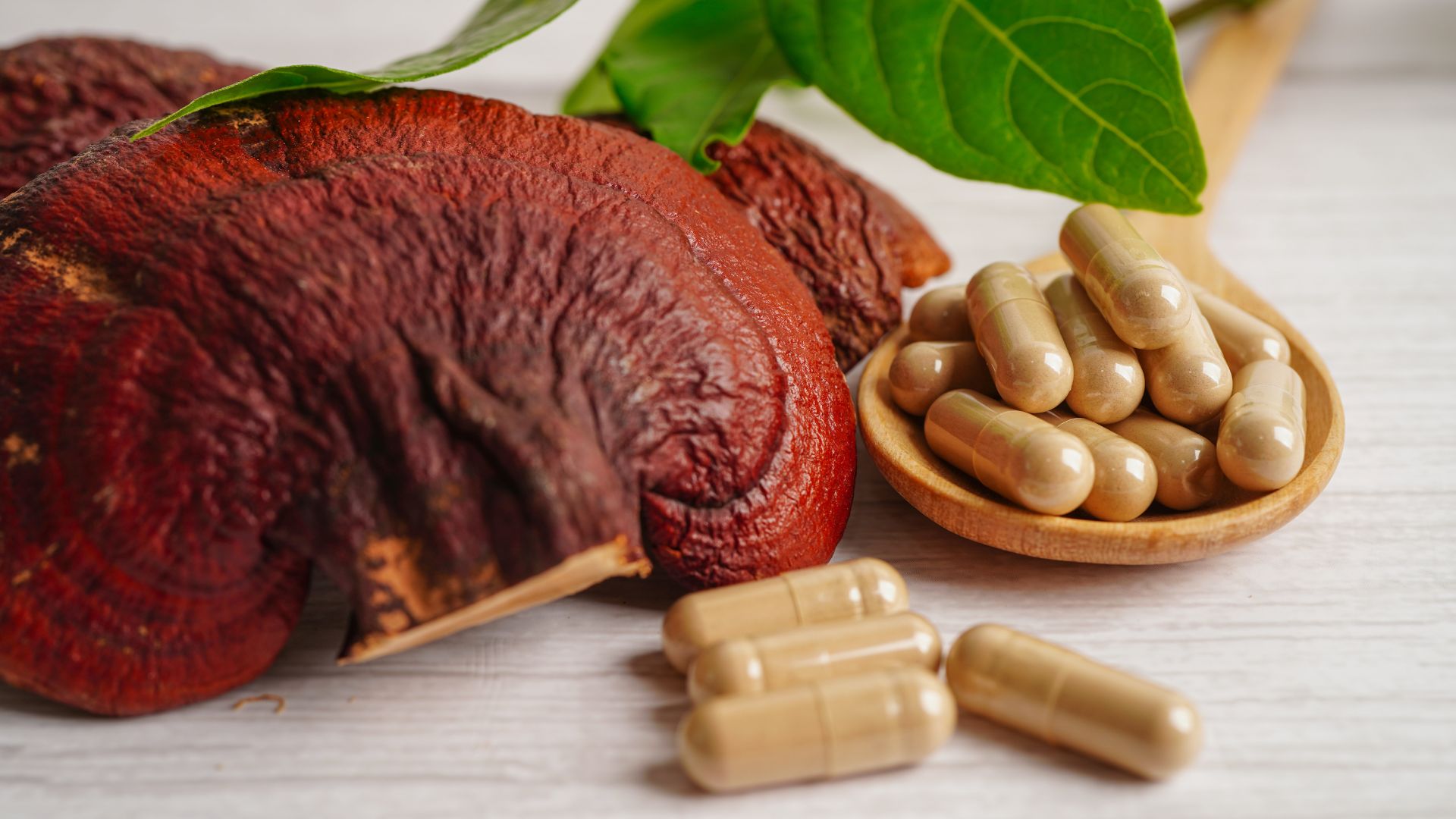 reishi spores